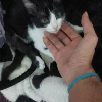 گم شده در فومن گشت|حیوانات|فومن, |دیوار