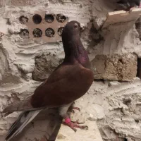 یک عدد قوریگی