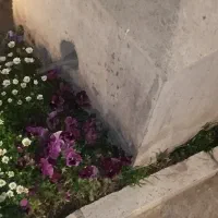 زمین ملکی زاک
