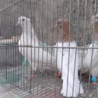 کبوتر جوجه بوم|پرنده|شیروان (خراسان), |دیوار