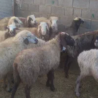 ۱۸راس میش ترکی ودورگ جفتی ۲۸۵۰۰۰۰۰|حیوانات مزرعه|بهمن صغاد, |دیوار