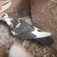 کبوتر بزک .کبوتر پاکستانی(رامپوری)|پرنده|شهرضا, |دیوار