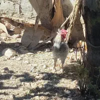 فروش مرغ و خروس و جوجه محلی|حیوانات مزرعه|ایوان, |دیوار