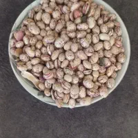 لوبیا چیتی و قرمز|خوردنی و آشامیدنی|تهران, قصر فیروزه ۱|دیوار