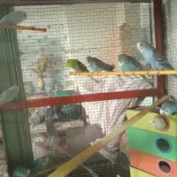 پرنده مرغ عشق