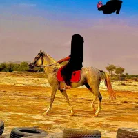 اسب عرب کورسی