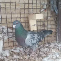 سبز گوک رفسنجانی غریب