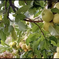 فروش‌سیب‌‌زردروی‌درخت