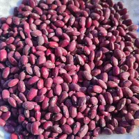 لوبیا چیتی و لوبیا قرمز|عمده‌فروشی|نظر کهریزی, |دیوار