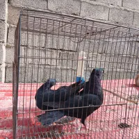 کبوتر|پرنده|جیرفت, |دیوار