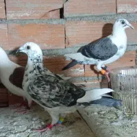 کبوتر|پرنده|گنبد کاووس, |دیوار