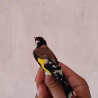 سهره|پرنده|سرپل ذهاب, |دیوار