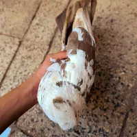 کبوتر|پرنده|سوسنگرد, |دیوار