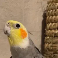 عروس هلندهای سرحال