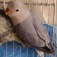 کوتوله اوپال آبی 2ماه رام