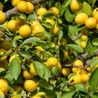 نهال آلو بخارا قرمز و زرد ویژه باغداران درهشترود