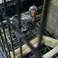 عروس هلندی سینامون|پرنده|تهران, مهرآباد|دیوار