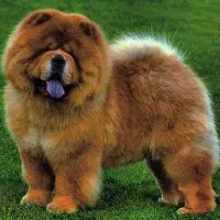 چاوچاو خرسی|سگ|تهران, اختیاریه|دیوار