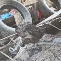 مرغ