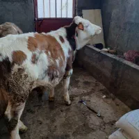 گوساله سمینتال