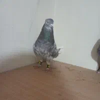 گلی دم سفید|پرنده|شبانکاره, |دیوار