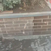 کفسابی نماشویی رولپلاک ساب ولاک پارکت کفسابی کورین|خدمات نظافت|کرج, کرج نو|دیوار