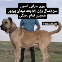 سگ گله|سگ|مشهد, توس (بلوار توس)|دیوار