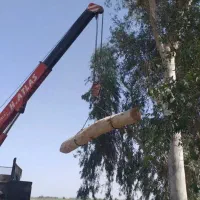 برش چوب و درختان شما