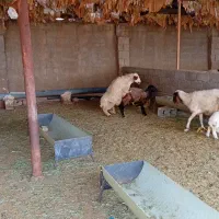 بره قوچ یک سال همو