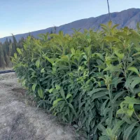 تولیدتوزیع انواع نهال مثمروغیرمثمر|خدمات باغبانی و درختکاری|خفر, |دیوار