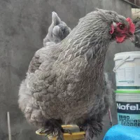 مرغ برهما بشرط تخم گذاری