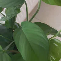 گل  پدیلانتوس|گل و گیاه طبیعی|فولادشهر, C3|دیوار