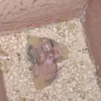 عروس هلندی مولد با جوجه