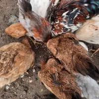 فروش مرغ و جوجه گلین|حیوانات مزرعه|نوشهر, |دیوار