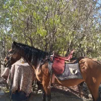 اسب|اسب و تجهیزات اسب‌سواری|بافت, |دیوار