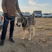 واگذاری گمشده|سگ|نوبران, |دیوار