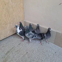 کبوتر المانی