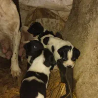 توله ماده شکاری رایگان