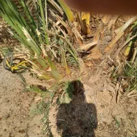 شادگان روستای دریسیه|گل و گیاه طبیعی|شادگان, |دیوار