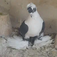 کفتر|پرنده|تبریز, |دیوار