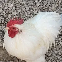 مرغ وخروس خوشین