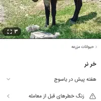 خر نر دوساله