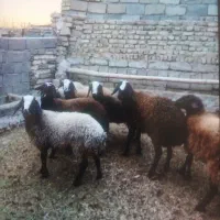 فروش بره نر وماده