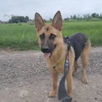 توله سگ ژرمن واگذاری|سگ|لشت نشا, |دیوار