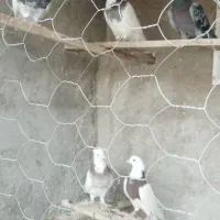 طوقی