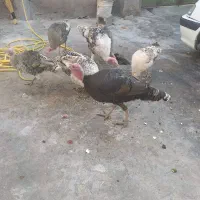 دو بوقلمون نر دونه 3200ماده 3تمن|حیوانات مزرعه|دهدشت, |دیوار