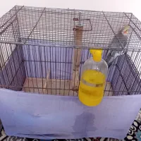 با سلام یه قفس بزرگ با همه وسایل هاش زیر قیمت