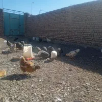 مرغ و خروس گلین شاخدار برهما بوقلمون ویاندوت|حیوانات مزرعه|بیرجند, |دیوار