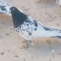 کبوتر شازده کله سیاه