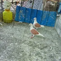 دوکت آلمانی